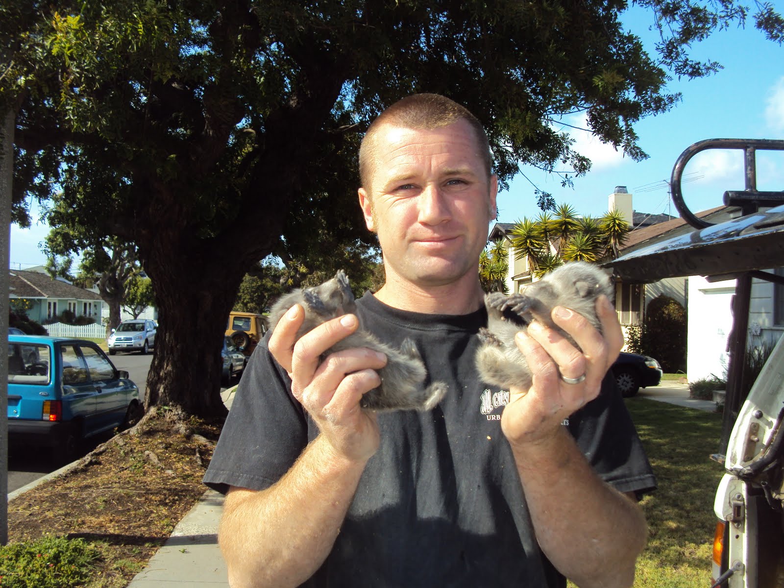 All City Animal Trapping Raccoon removal in Los Angeles All City