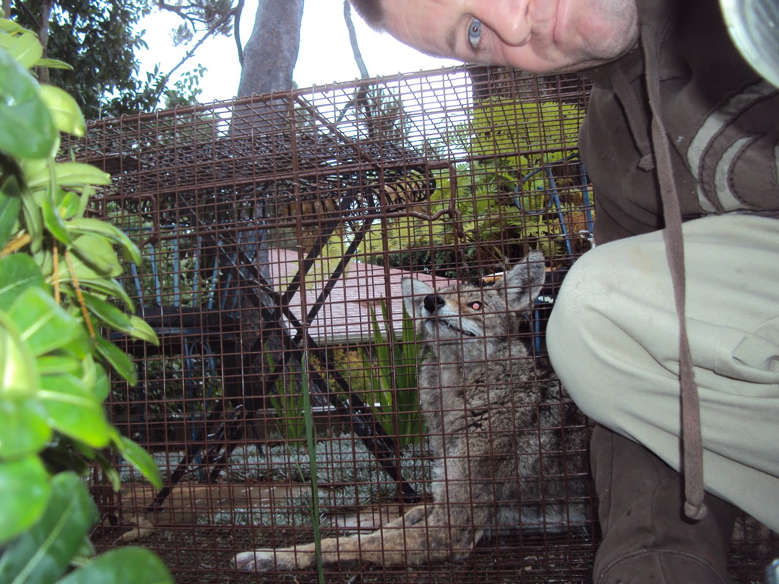 All City Animal Trapping Coyote removal in Los Angeles and Orange