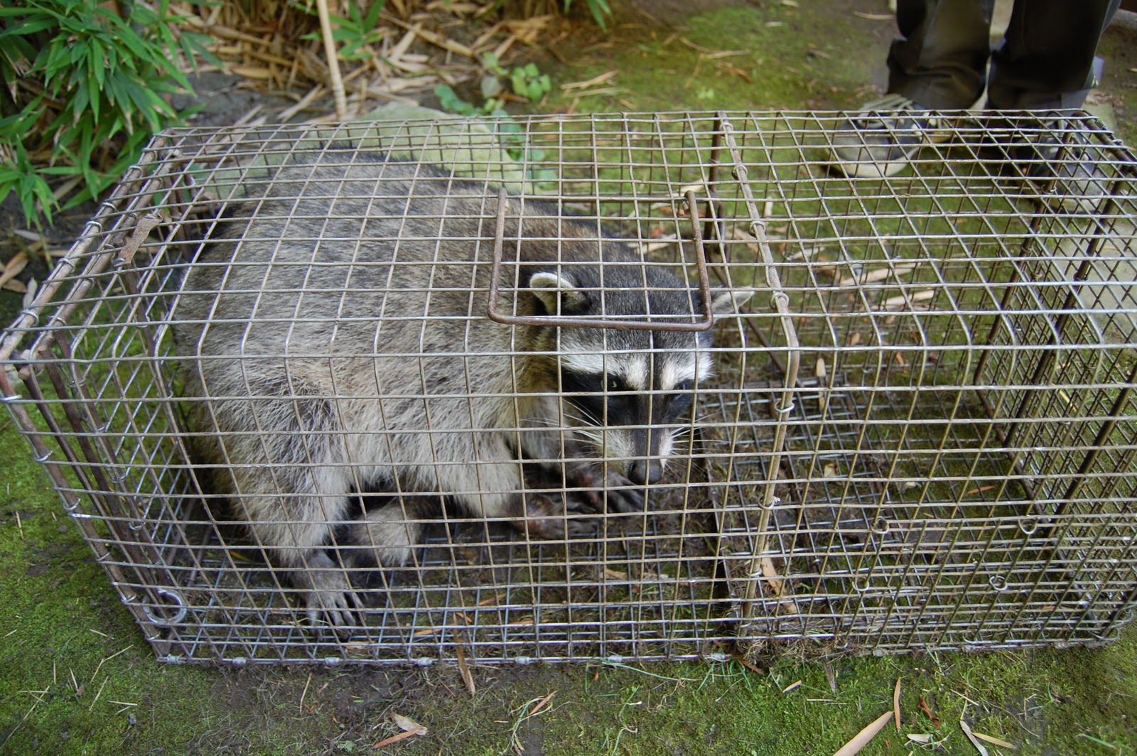 All City Animal Trapping: RACCOON OPOSSUM AND SKUNK TRAPPING IN NAPA