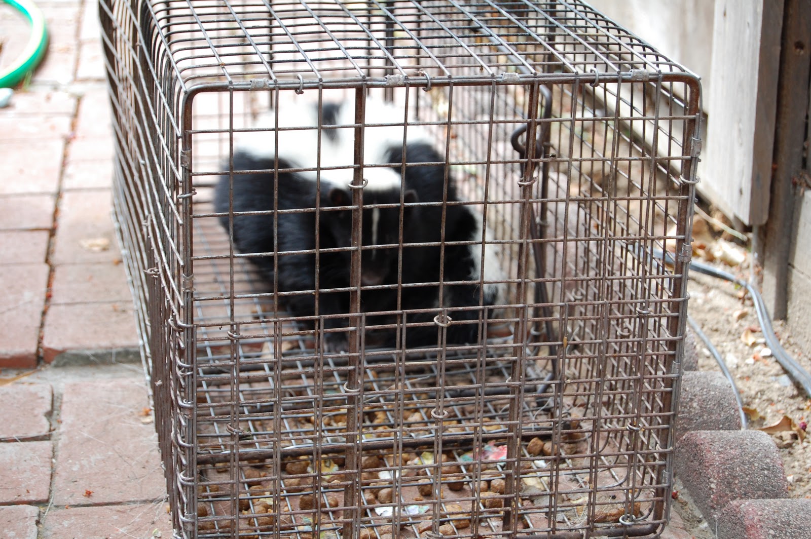 All City Animal Trapping SKUNK TRAPPING IN Calistoga, Deer Park, Kenwood, st. Helena CALL ALL