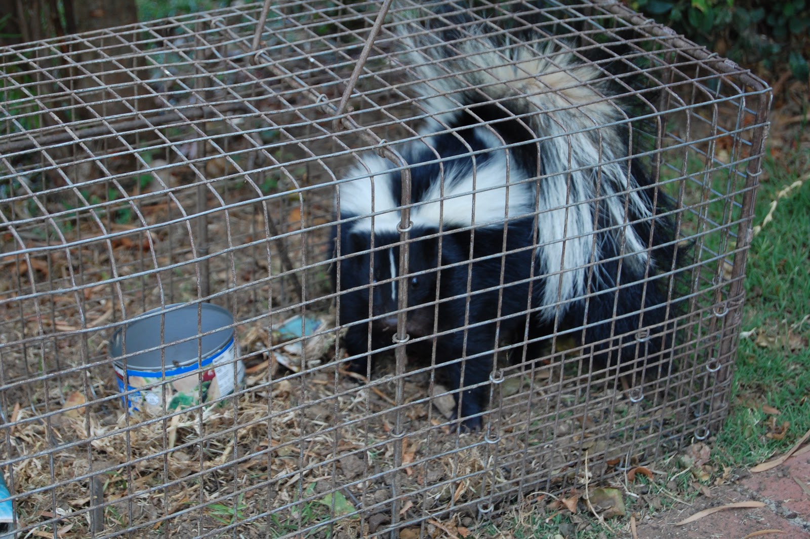 All City Animal Trapping: RACCOON and SKUNK TRAPPING IN ...