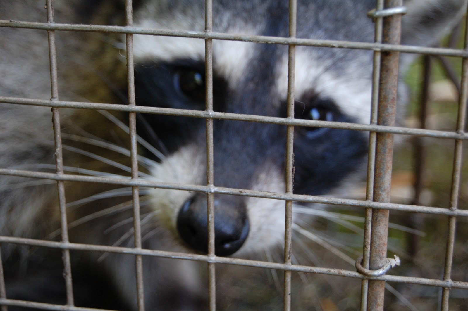 All City Animal Trapping