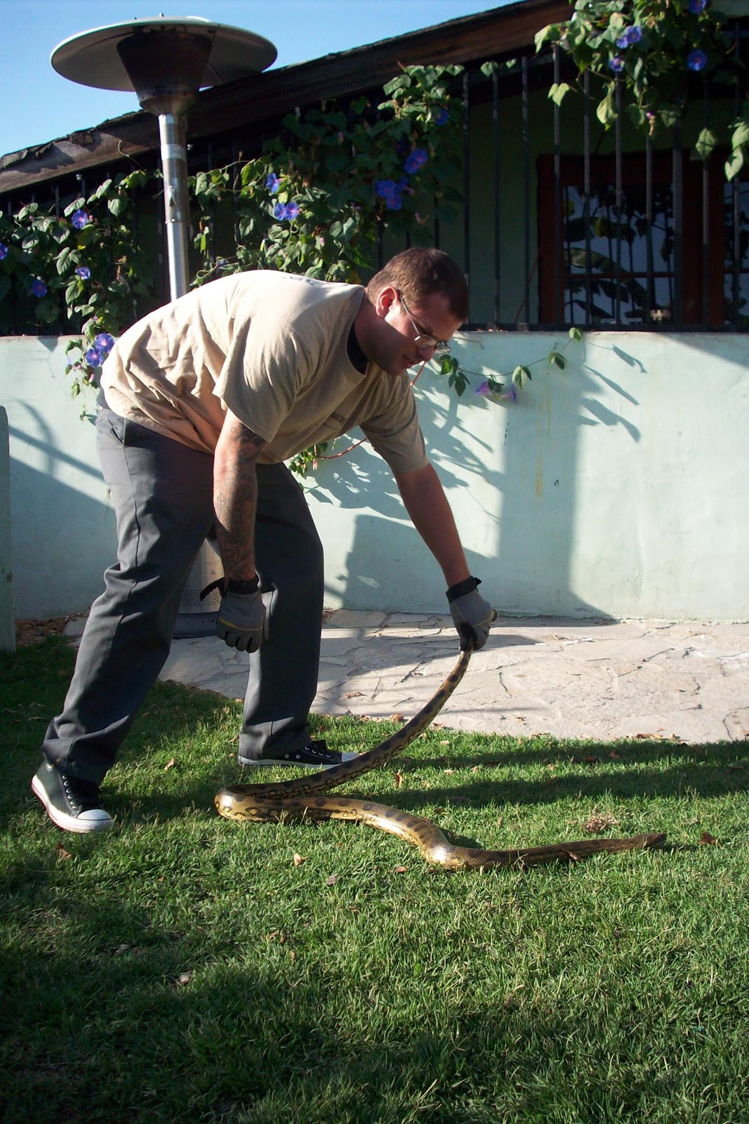 All City Animal Trapping Live Animal Removal in Los Angeles & Orange