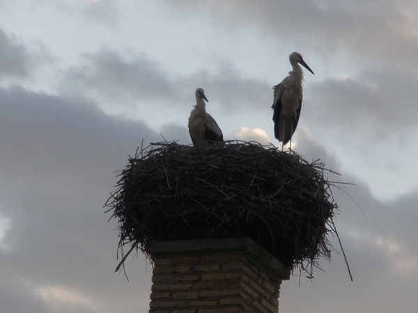 [Dina+-+Foto+cigueñas+2.JPG]