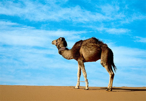 [arabian-camel.jpg]
