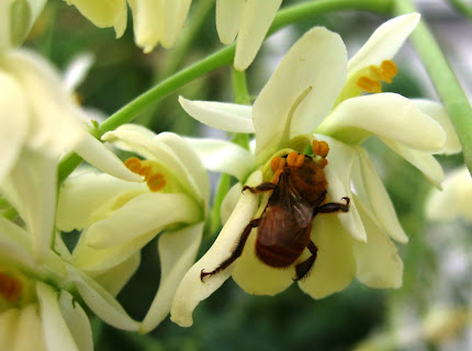 Uruçu coletando nectar na flor da Moringa