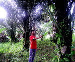 Pohon Aren Sawang dari Toraja
