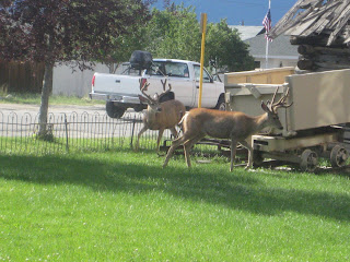 Mule Deer Buena Vista Heritage Museum Gore-Tex TransRockies Run
