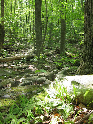 Gap Creek aid station MMT