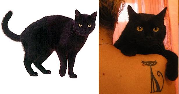 [gato_preto.JPG]