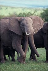 Elephant30%25