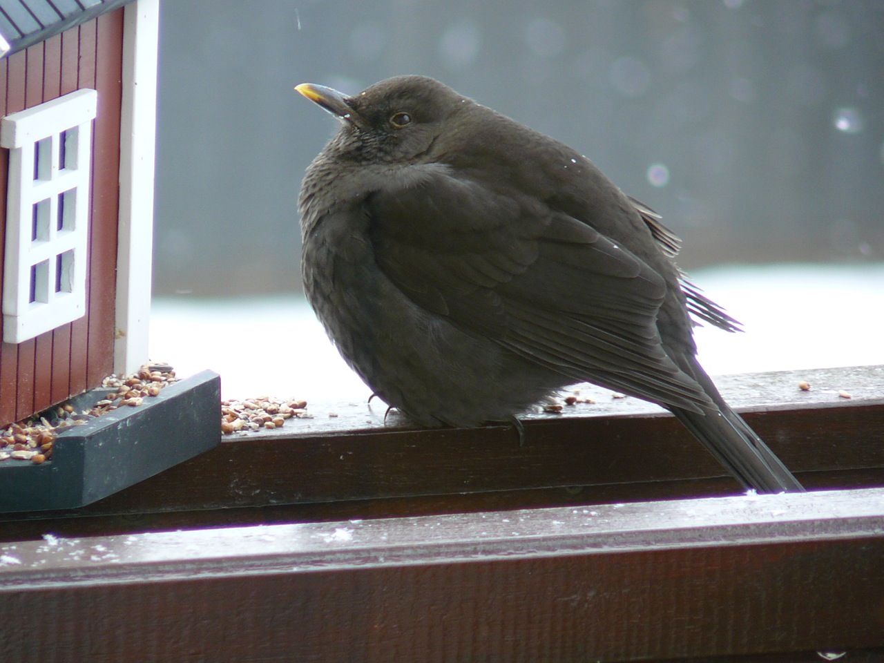 Katie's Notebook: fat bird