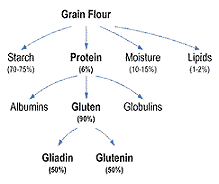 What is Gluten?