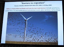 birds migratory sungei mangroves wind already affecting buloh turbines climate important issue change kill