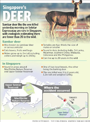 Celebrating Singapore's BioDiversity!: Sambar deer in our ...