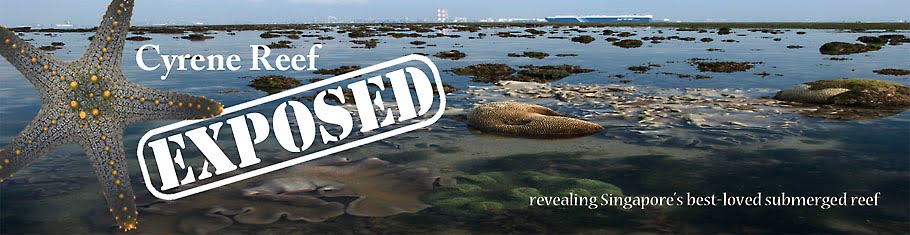 Cyrene Reef Exposed!
