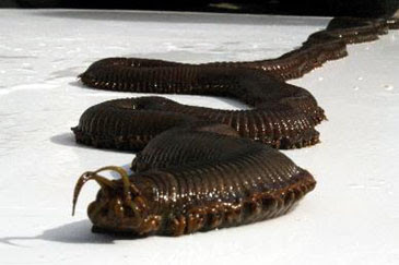 download giant worms