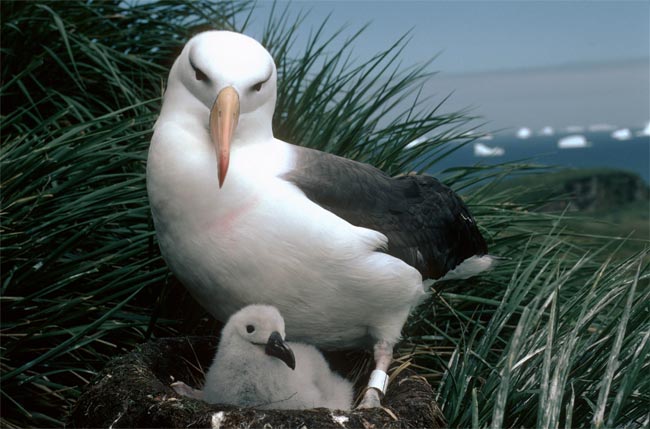[091006-albatross-nest-02.jpg]