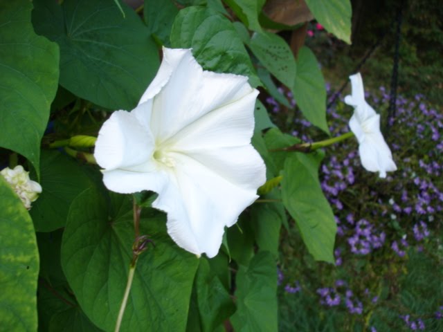 [DSC06516.JPG]