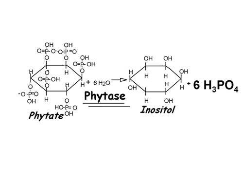 [Phytase-Action.jpg]