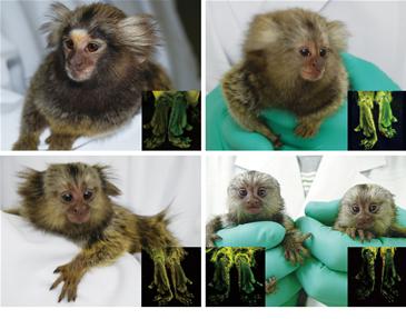 [GFPmonkey.jpg]