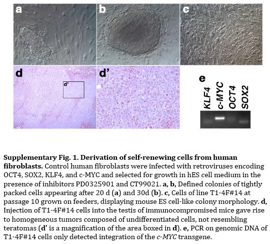 [stemcellgenetherapy.JPG]