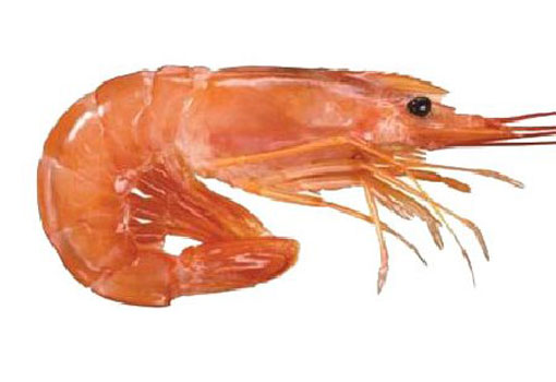 langostino.jpg