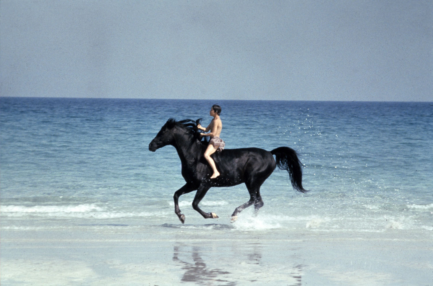   the mademoiselle s stallions