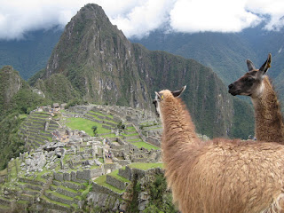 Llamas on Machu Picchu