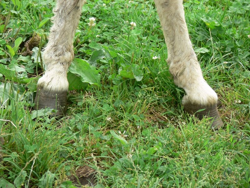 [Donk+feet+SM.jpg]