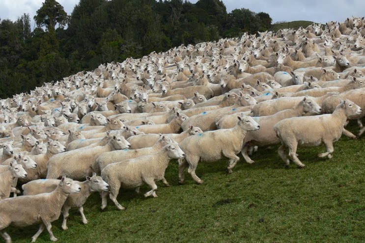 [Denize+flock+SM.jpg]