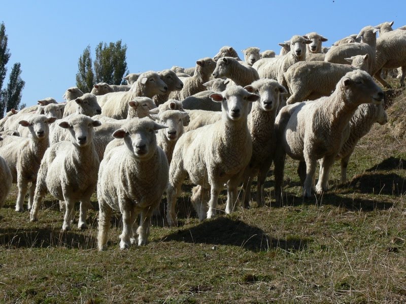 [Mel+ewes+SM.jpg]