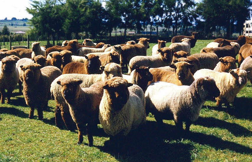 Woolshed 1 Sheep breeds in New Zealand