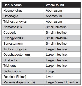 [Species+of+worm.jpg]