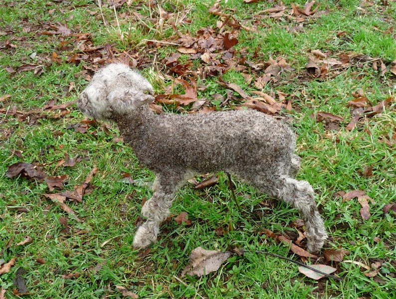 Woolshed 1 NZ Sheep Husbandry Managing ewes with multiple lambs