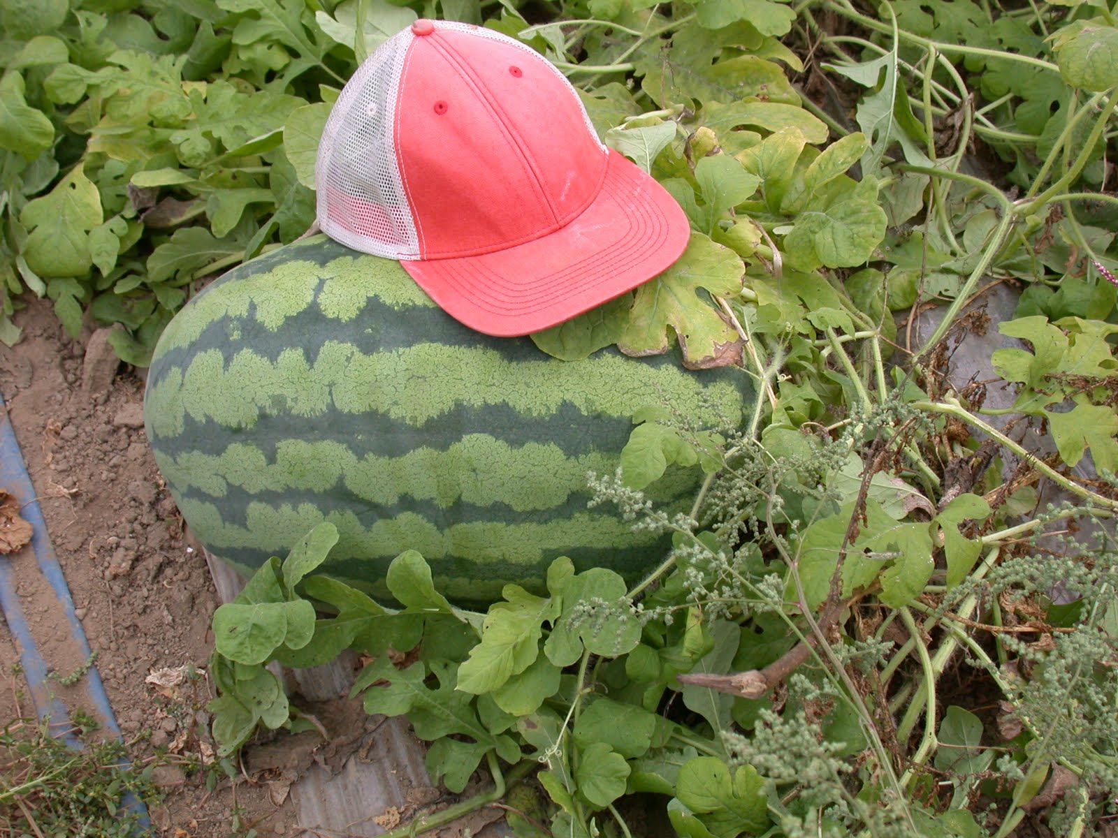 King of Futaba Cool Melons!