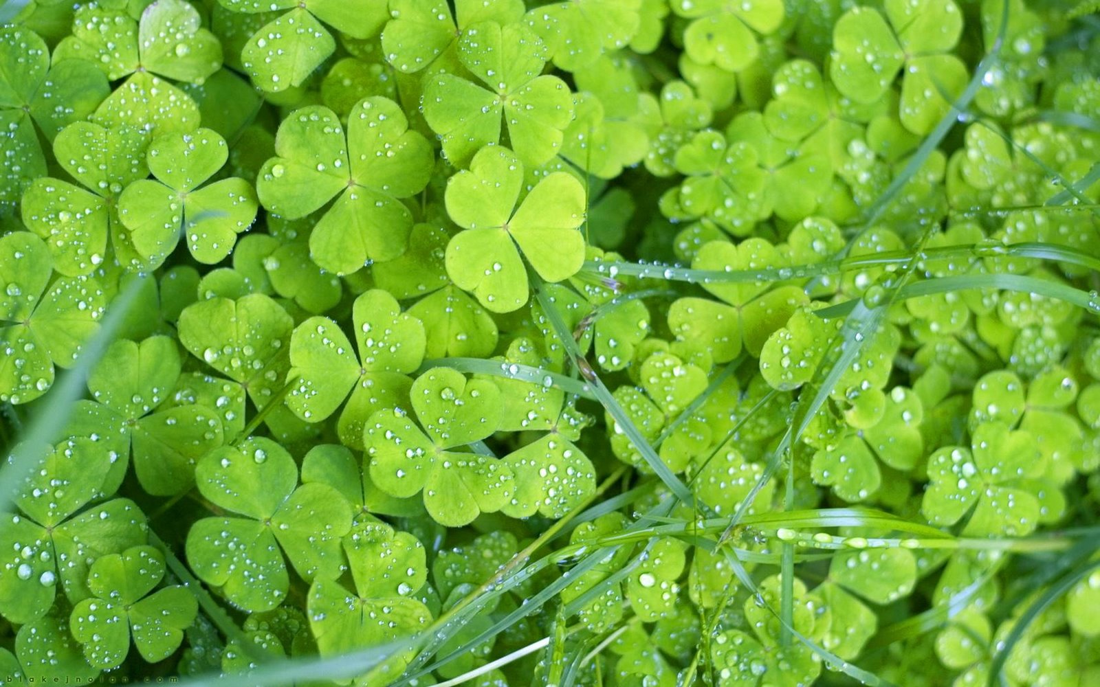 [00813_irishclovers_1680x1050.jpg]