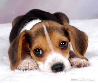 beagle.jpg