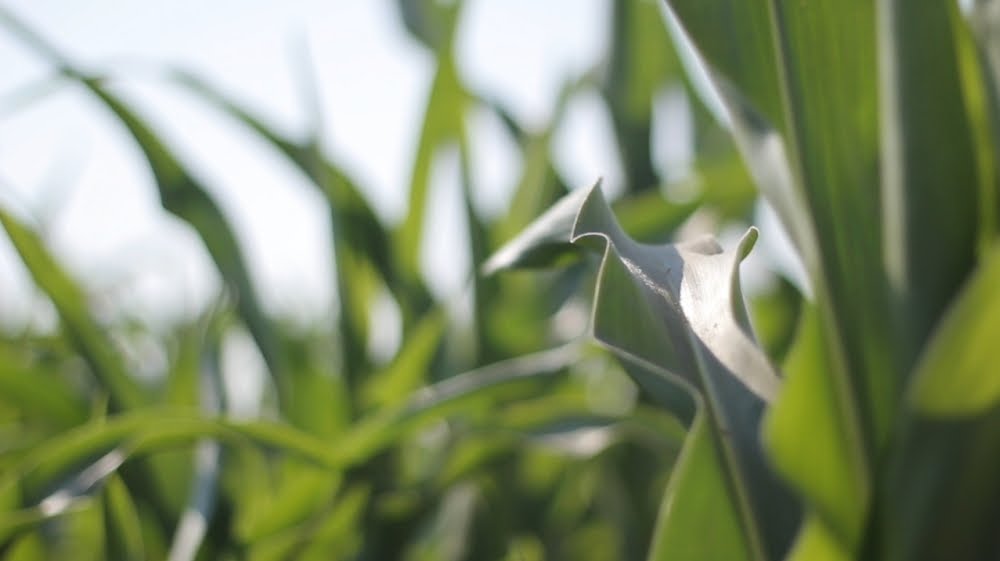 jonni on hd How to achieve shallow depth of field when shooting video