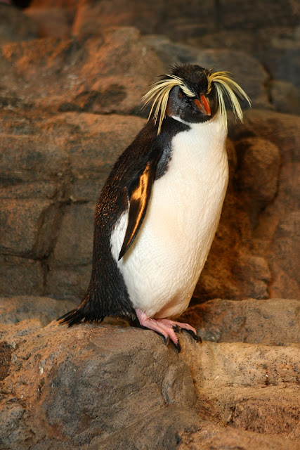 Penguin Blog: Many People Ask: Why do those penguins have yellow eyebrows?