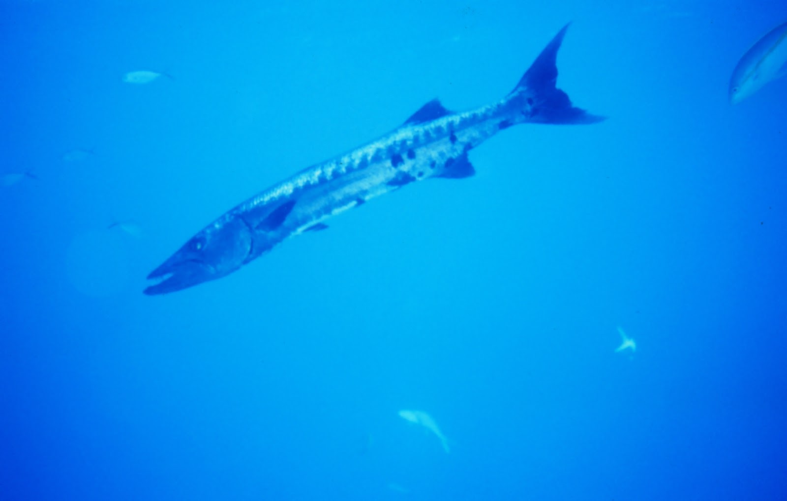 Barracuda