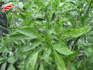 Sistem Fertigasi Cili Padi F1: Serangan Pokok Kerinting - Formula C