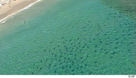 [sharks.bmp]