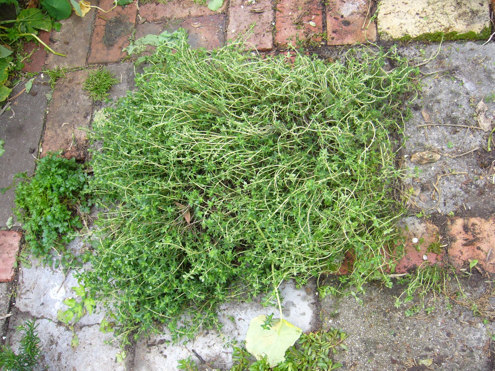 Remnant Gleaning back on line and free thyme