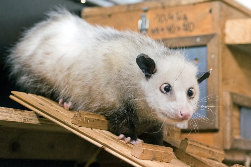 Cheerleaders and Sport Girls Cross Eyed Opossum Pictures