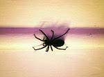 There is a big spider in my room Fine Art Photoraphy Print 6x 6