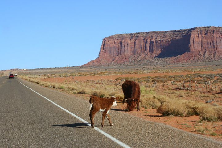 [cows+road.jpg]