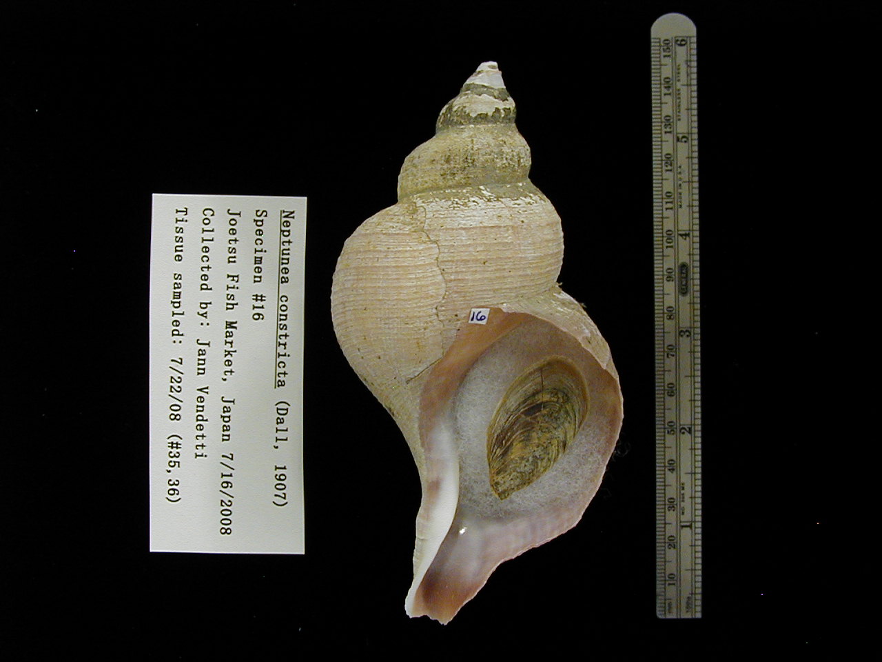 [image_specimen_16.JPG]