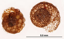 [Helicopsychidae.jpg]