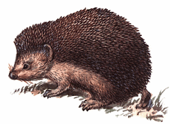Hedgehog endemic to Somalia